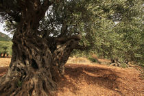 Galilee, Olive tree in Ein el Assad by Hanan Isachar