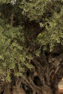 Galilee, Olive tree in Ein el Assad by Hanan Isachar