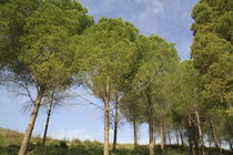 Pine trees in Naftali Mountains forest by Hanan Isachar