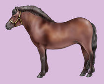 Pony breeds: Bardigiano by William Rossin
