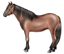 Pony breeds: Caspian by William Rossin
