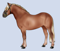Pony breeds: Haflinger von William Rossin
