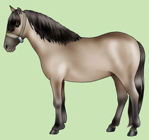 Pony breeds: Sorraia by William Rossin