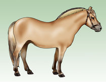 Pony breeds: Fjord by William Rossin