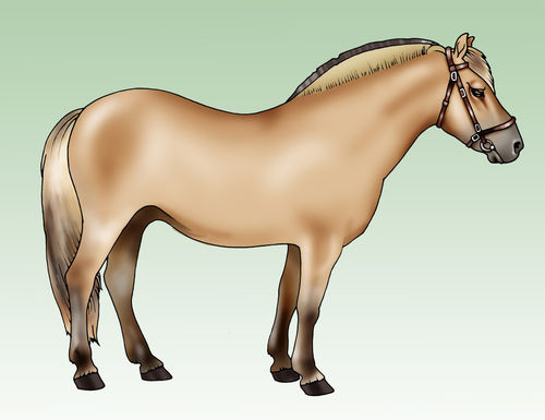 Pony-fjord-breed