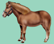 Pony of Iceland von William Rossin