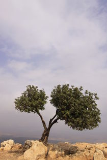 Galilee, a Carob tree on Mount Arbel by Hanan Isachar