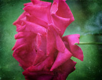 Die Rose by Angela Bruno