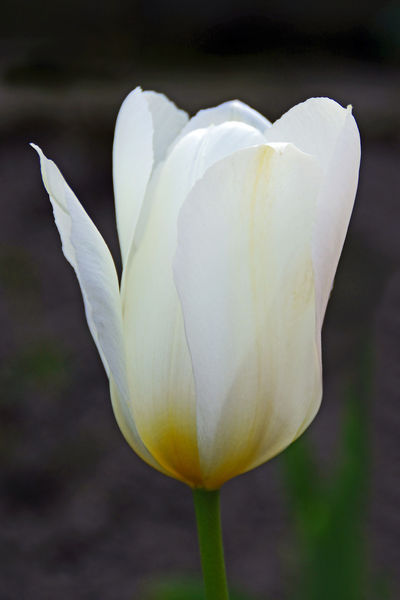 Weisse-tulpe