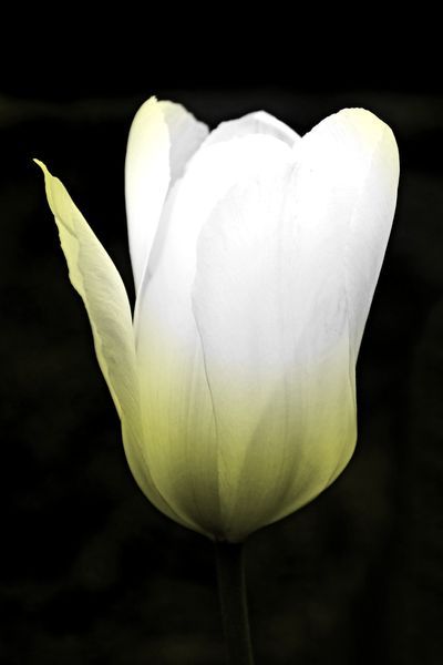Weisse-tulpe-mit-gelb