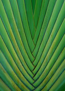 Palmen-Detail by Juana Kreßner