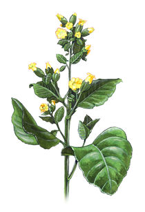 Tobacco plant - Nicotiana rustica von William Rossin