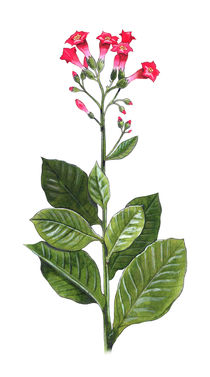 Tobacco plant - Nicotiana tabacum by William Rossin