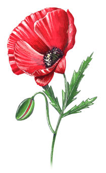 Poppy flower von William Rossin