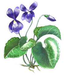 Violet flower von William Rossin