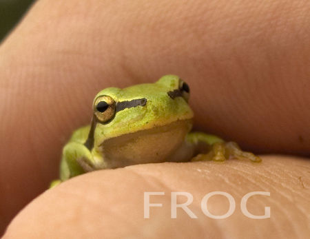 Little-frog-by-gemgreg