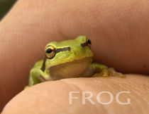 Little frog von Grzegorz Stepnik