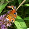 Butterfly-1-by-gemgreg