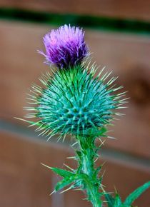 Scottish Thistle by Buster Brown Photography