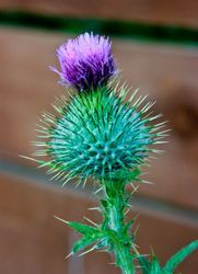 Wee-fat-thistle