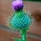 Wee-fat-thistle