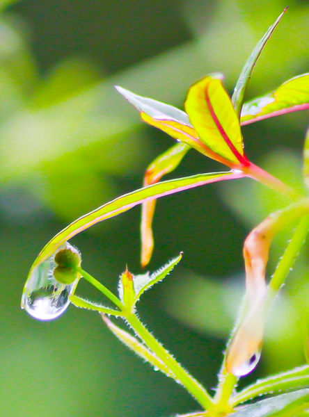 Droplet-cropped