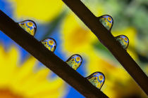 Sunflowers Reflections II by Marc Garrido Clotet