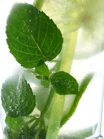 mojito fresh by Roland  Vanoverberghe