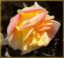 Yellow rose of the USA by Maks Erlikh