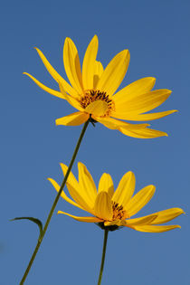 Gelbe Blumen im Himmelblau von Falko Follert