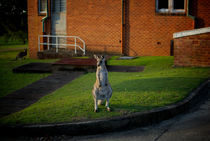 Urban Kangaroo by Tim Leavy