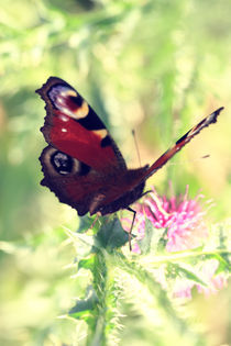 Schmetterling Tagpfauenauge  von Falko Follert