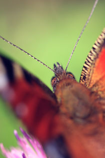 Peacock butterfly by Falko Follert