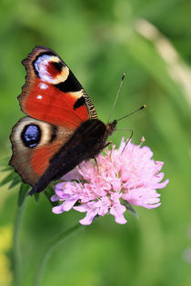 Peacock butterfly von Falko Follert