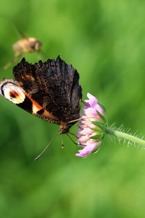 Peacock butterfly by Falko Follert