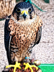 Falcon von Liam Diamond