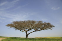 Israel, Acacia Raddiana tree in the Negev desert by Hanan Isachar
