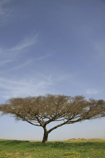 Acacia tree in the Negev desert by Hanan Isachar