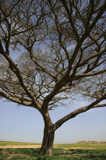 Acacia tree in the Negev desert von Hanan Isachar