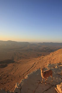 Negev, an Ibex above Ramon crater by Hanan Isachar