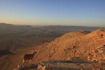 Negev, an Ibex above Ramon crater by Hanan Isachar