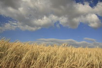 Israel, Grain fields in the Galilee von Hanan Isachar