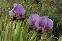 Mount Gilboa Iris (Iris haynei) on Mount Gilboa von Hanan Isachar
