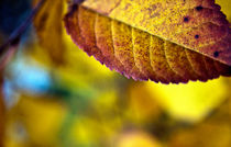 Autumn Colors by Amos Edana