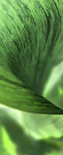 Green Flax New Zealand 2 by Paul Bamford