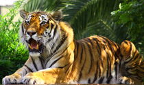 A tiger von Evren Kalinbacak