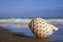 Beach Seashell by Alex Bramwell