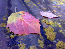 Autumn leaf von Admir Idrizi