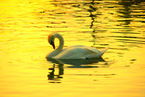 Swan on gold  von Andrea Capano