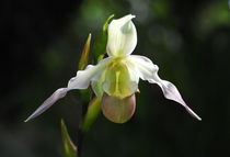 Orchid von Aimie Robinson